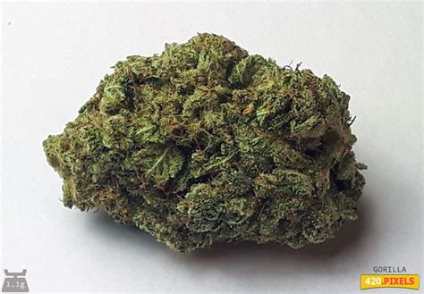 Gorilla Gum Marijuana Strain Information & Reviews